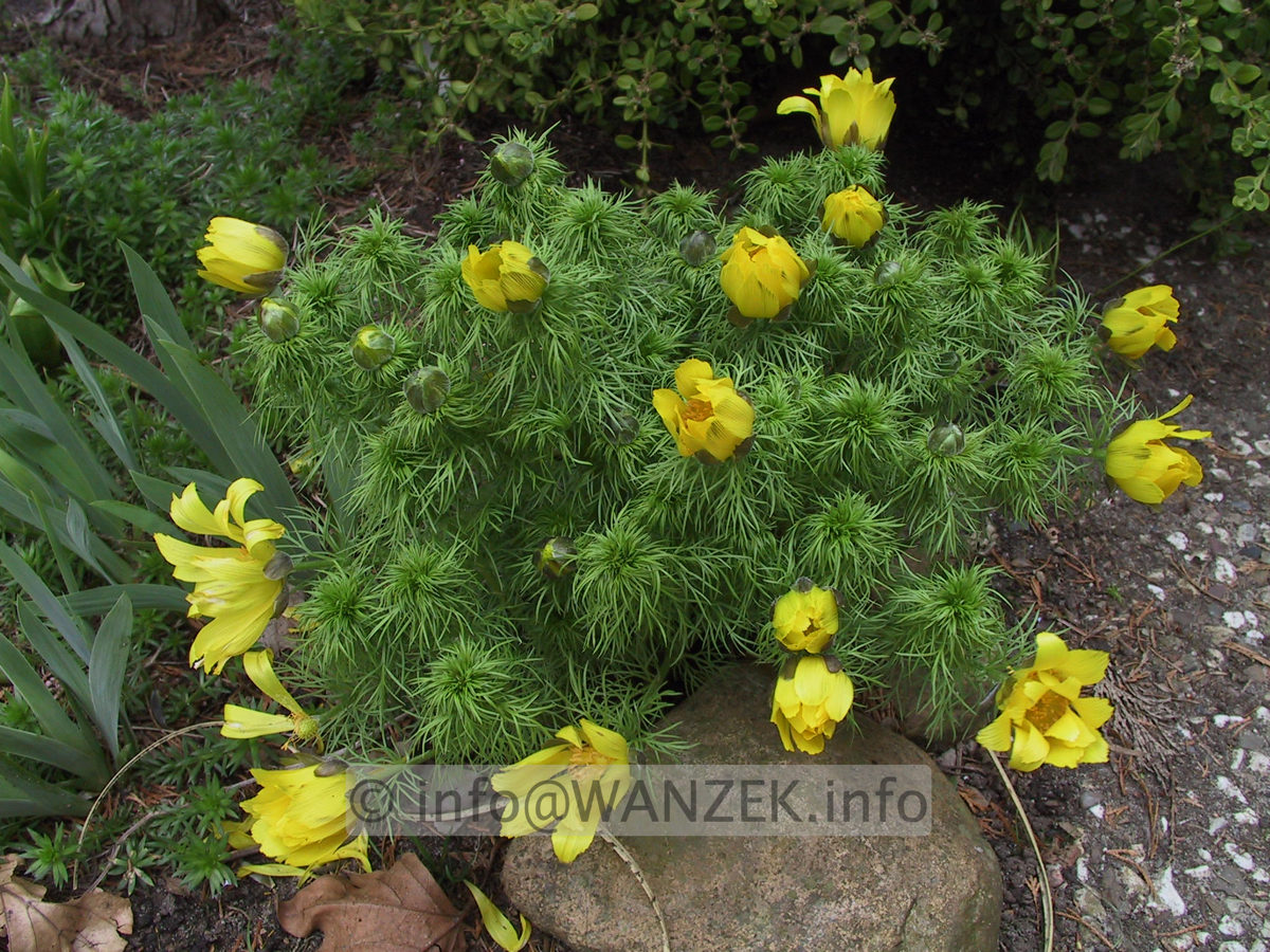 Adonis vernalis 01.jpg